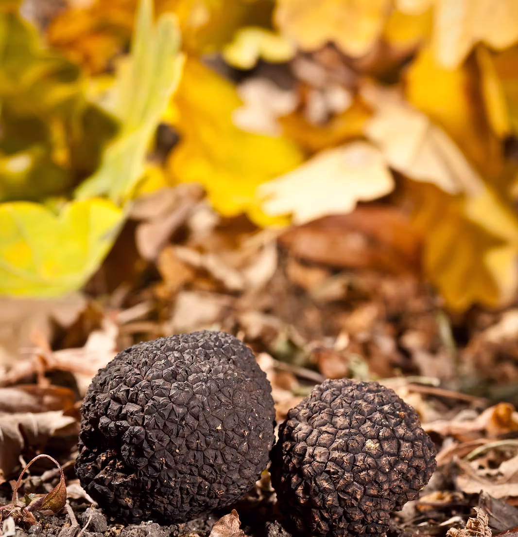 truffe